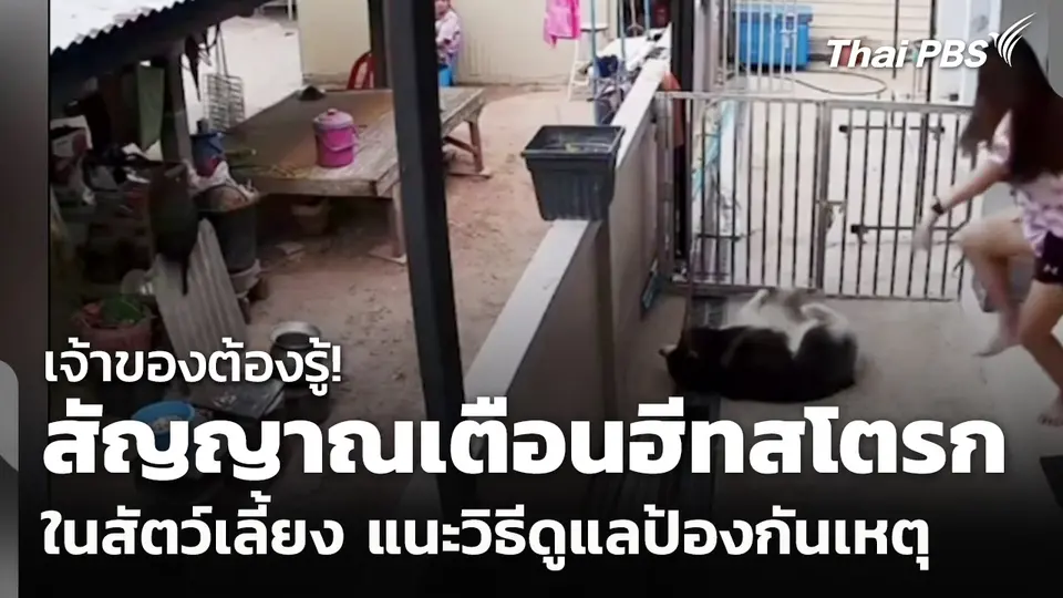 เจ้าของต้องรู้! สัญญาณเตือนฮีทสโตรกในสัตว์เลี้ยง แนะวิธีดูแลป้องกันเหตุ