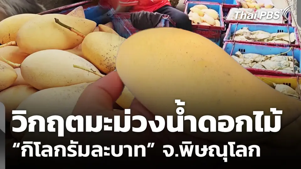 วิกฤตมะม่วงน้ำดอกไม้ "กิโลกรัมละบาท" จ.พิษณุโลก