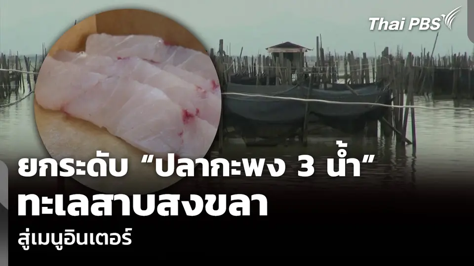 ยกระดับ “ปลากะพง 3 น้ำ” ทะเลสาบสงขลา สู่เมนูอินเตอร์