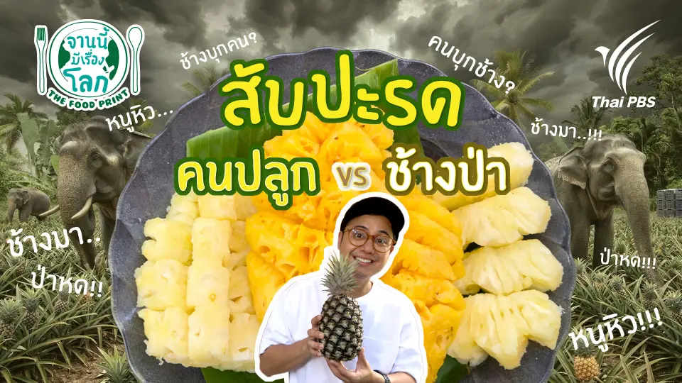 สับปะรด คนปลูก VS ช้างป่า