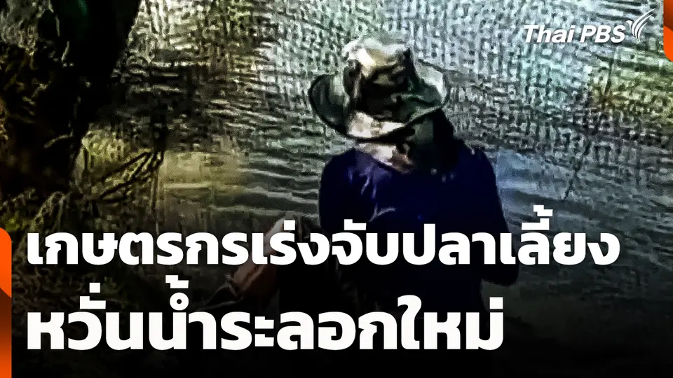 เกษตรกรเร่งจับปลาเลี้ยง หวั่นน้ำระลอกใหม่