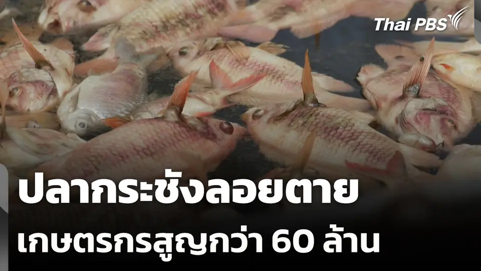 ปลากระชังลอยตาย เกษตรกรสูญกว่า 60 ล้านบาท