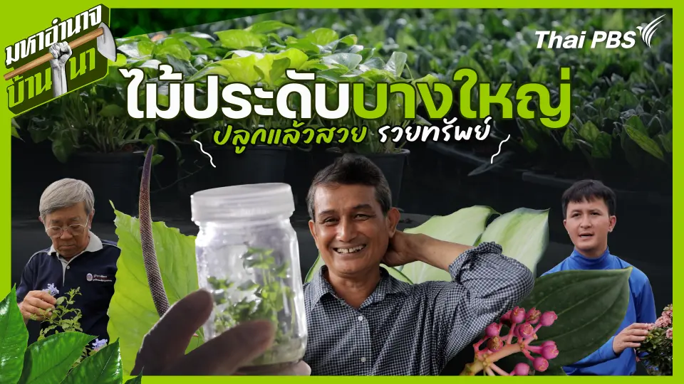 ไม้ประดับบางใหญ่ ปลูกแล้วสวย รวยทรัพย์