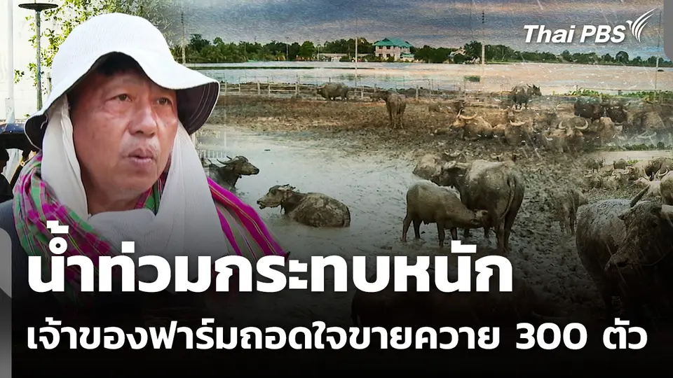 น้ำท่วมหนัก! เจ้าของฟาร์มถอดใจ ขายควาย 300 ตัว เสียหายกว่า 20 ล้าน