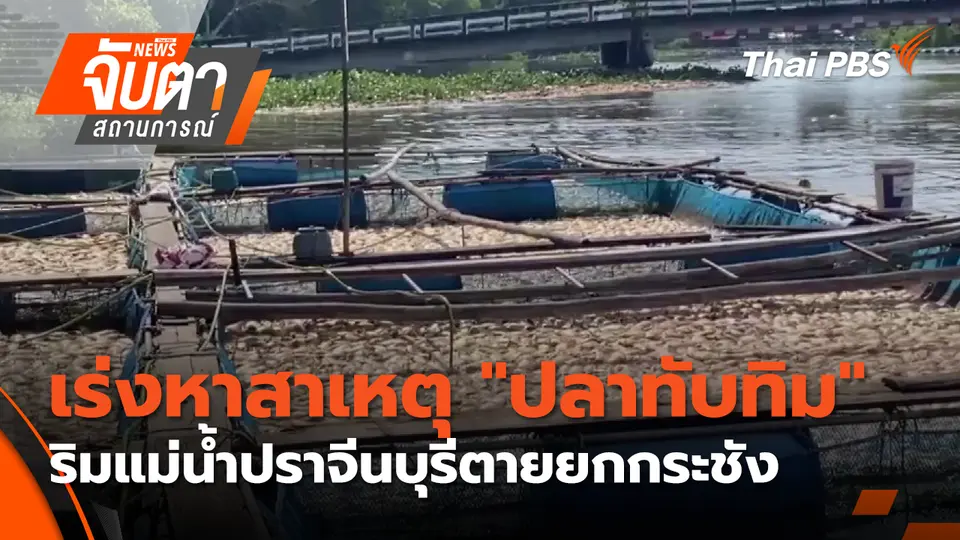 เร่งหาสาเหตุ "ปลาทับทิม" ริมแม่น้ำปราจีนบุรีตายยกกระชัง