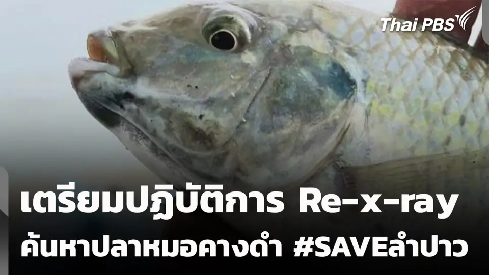 เตรียมปฏิบัติการ Re-x-ray ค้นหาปลาหมอคางดำ #SAVEลำปาว