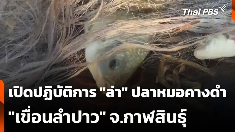 เปิดปฏิบัติการ "ล่า" ปลาหมอคางดำ "เขื่อนลำปาว"