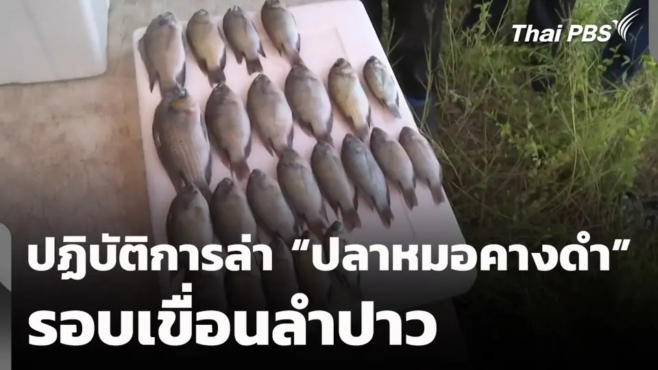 ปฏิบัติการล่า "ปลาหมอคางดำ" รอบเขื่อนลำปาว