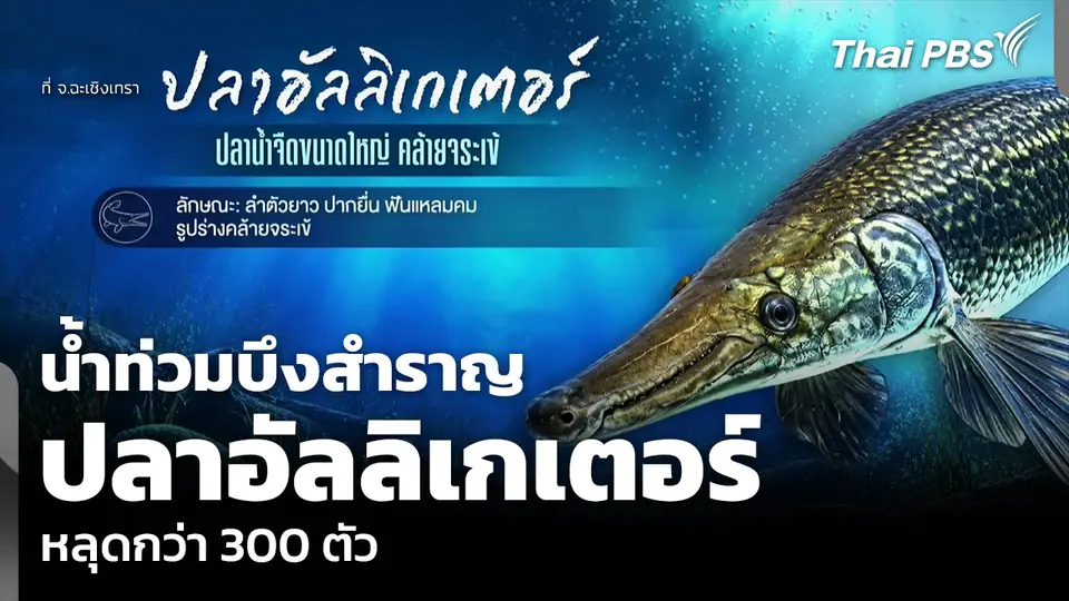 น้ำท่วมบึงสำราญ จ.ฉะเชิงเทรา ปลาอัลลิเกเตอร์ หลุดกว่า 300 ตัว