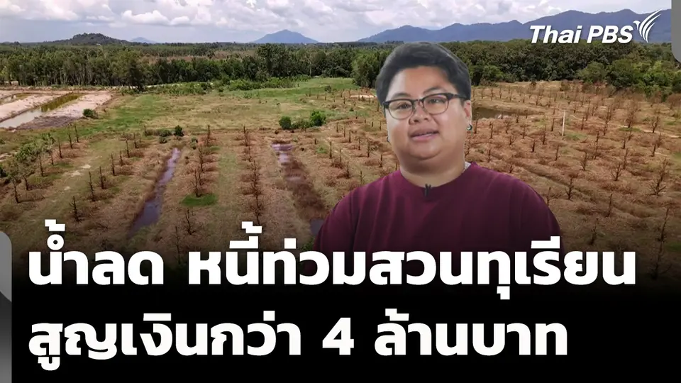 ทุเรียนจมน้ำ หนี้ท่วมสวนทุเรียน สูญกว่า 4 ล้านบาท