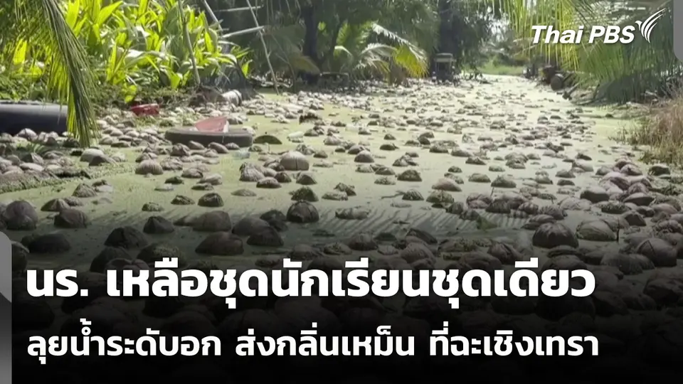 นร. เหลือชุดนักเรียนชุดเดียวลุยน้ำระดับอก ส่งกลิ่นเหม็น ที่ฉะเชิงเทรา  ชั่วโมงข่าว เสาร์-อาทิตย์  17 ต.ค. 69