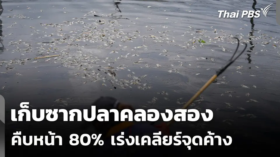 เก็บซากปลาคลองสองคืบหน้า 80 เร่งเคลียร์จุดค้าง