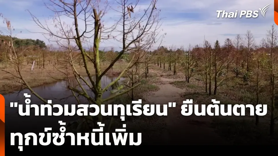 "น้ำท่วมสวนทุเรียน" ยืนต้นตาย ทุกข์ซ้ำหนี้เพิ่ม
