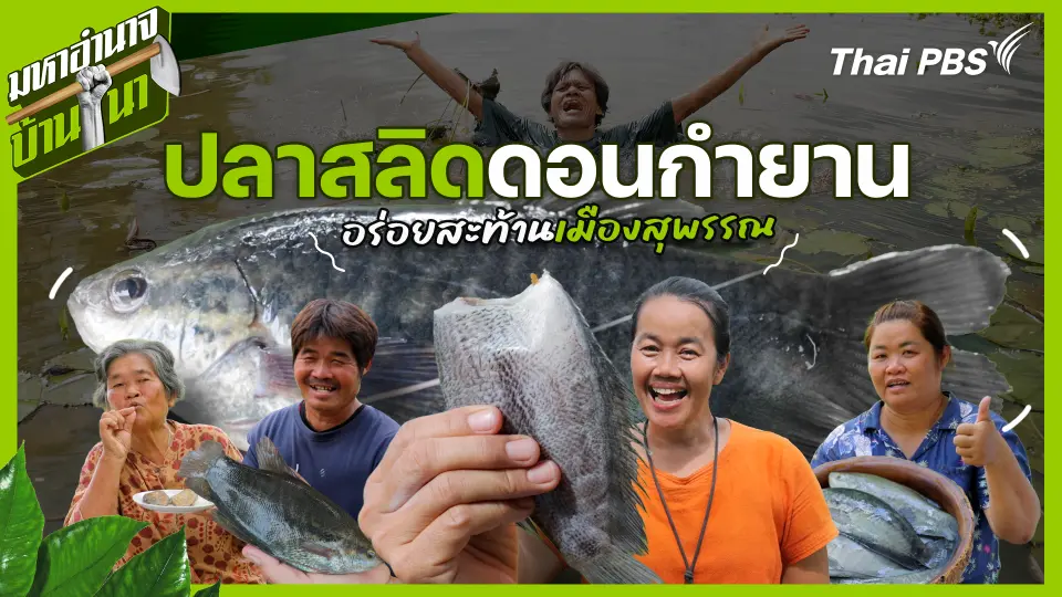 ปลาสลิดดอนกำยาน อร่อยสะท้านเมืองสุพรรณ