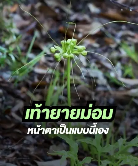 นี่หรือ หน้าตาเท้ายายม่อม |  Hidden Paradise สวรรค์เร้น