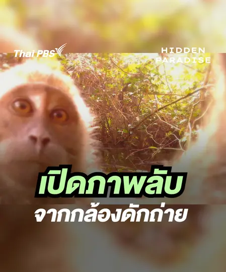  ภาพลับจากกล้องดักถ่าย | Hidden Paradise สวรรค์เร้น