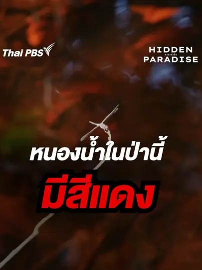   หนองน้ำในป่านี้ มีสีแดง 