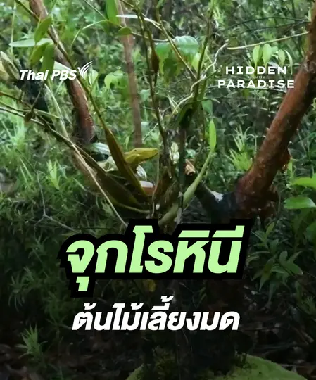 ต้นไม้เลี้ยงมด  | Hidden Paradise สวรรค์เร้น