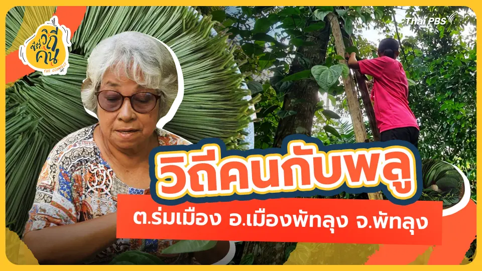 วิถีคนกับพลู ต.ร่มเมือง อ.เมืองพัทลุง จ.พัทลุง