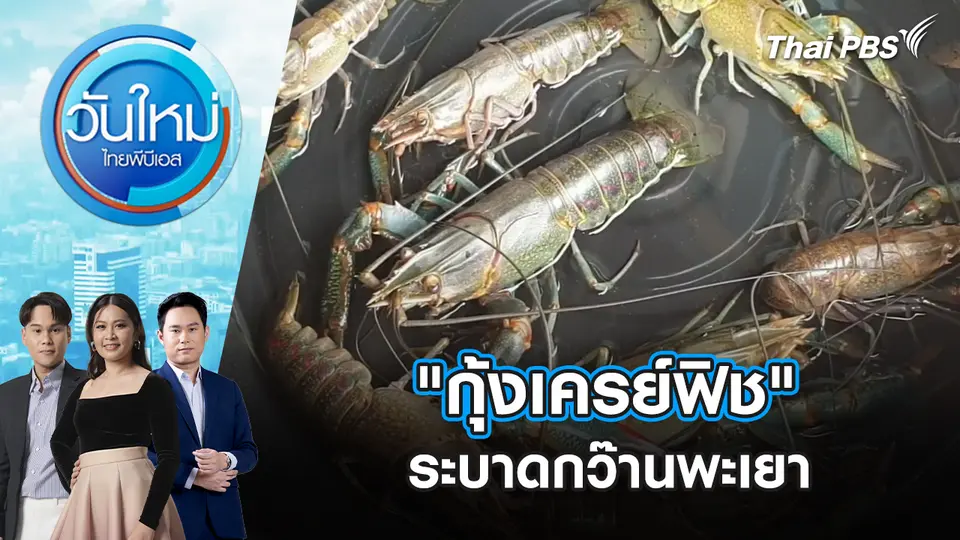 "กุ้งเครย์ฟิช" ระบาดกว๊านพะเยา