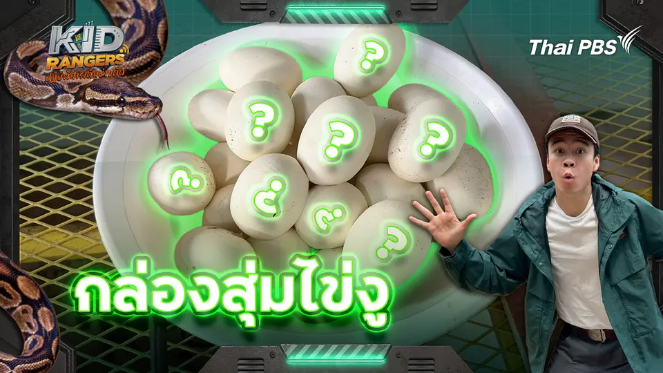 กล่องสุ่มไข่งู