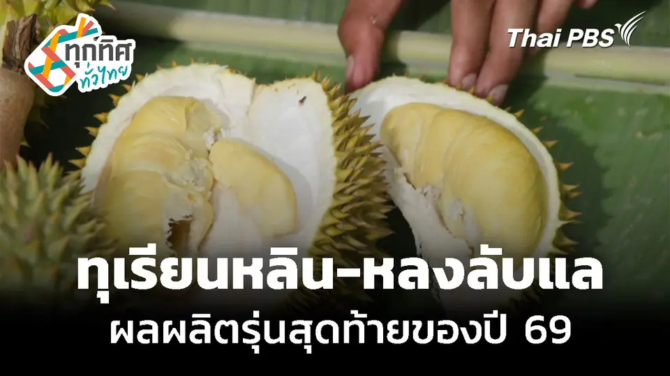 ทุเรียนหลิน-หลงลับแล ผลผลิตรุ่นสุดท้ายของปี