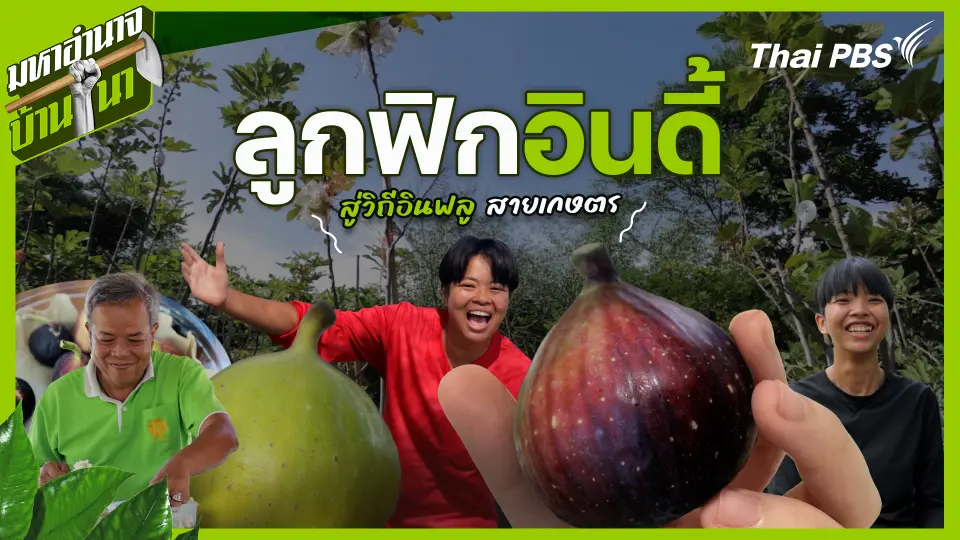 ลูกฟิกอินดี้ สู่วิถีอินฟลูสายเกษตร