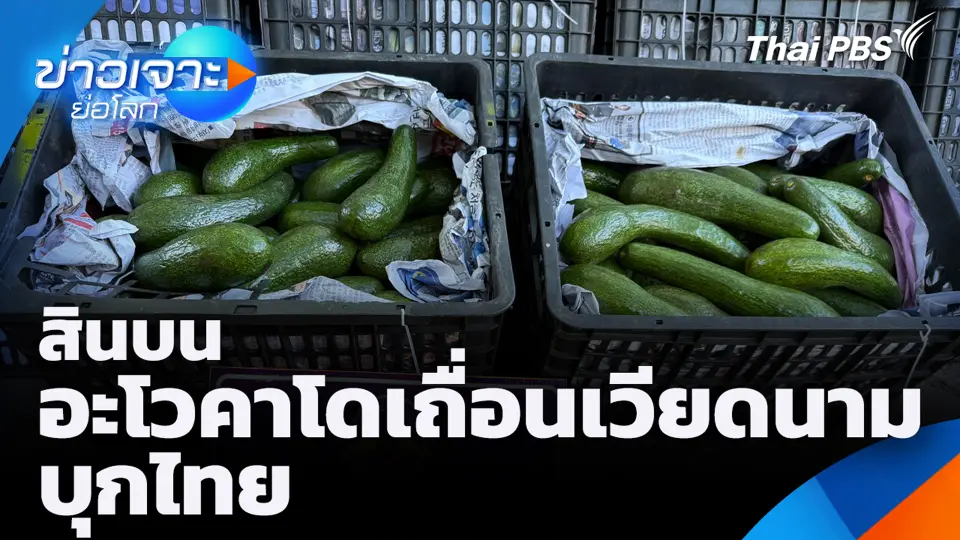 สินบนอะโวคาโดเถื่อนเวียดนามบุกไทย