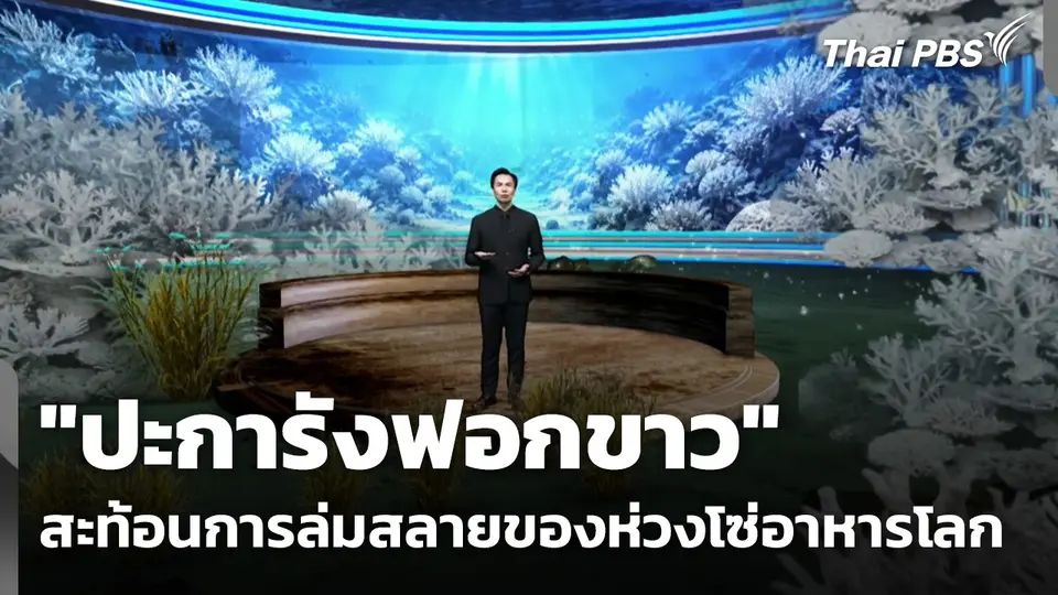 "ปะการังฟอกขาว" สะท้อนการล่มสลายของห่วงโซ่อาหารโลก