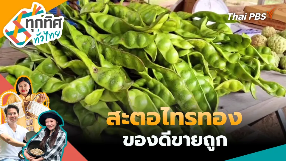 สะตอไทรทองของดีขายถูก