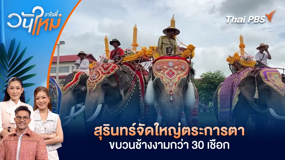 สุรินทร์จัดใหญ่ตระการตาขบวนช้างงามกว่า 30 เชือก