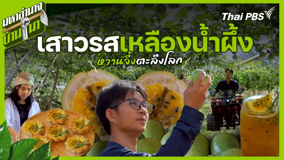เสาวรสเหลืองน้ำผึ้ง หวานจึ้งตะลึงโลก