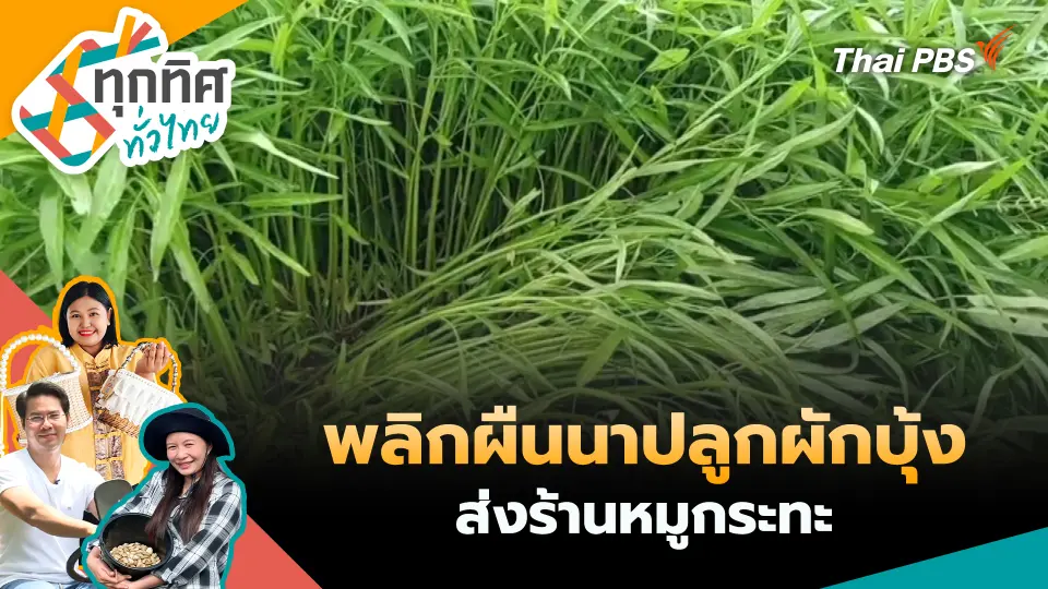 พลิกผืนนาปลูกผักบุ้งส่งร้านหมูกระทะ