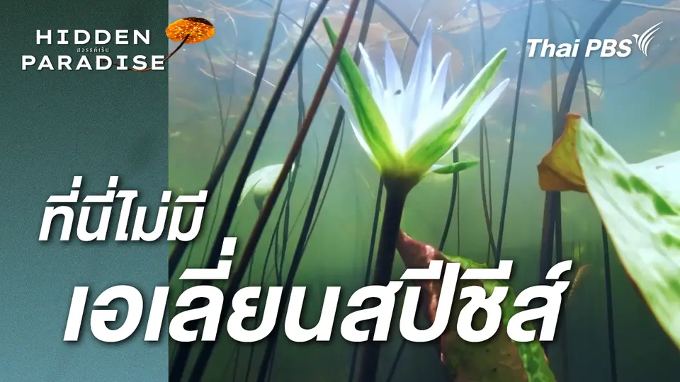 ที่นี่ ไม่มีเอเลี่ยนสปีชีส์ |  Hidden paradise สวรรค์เร้น