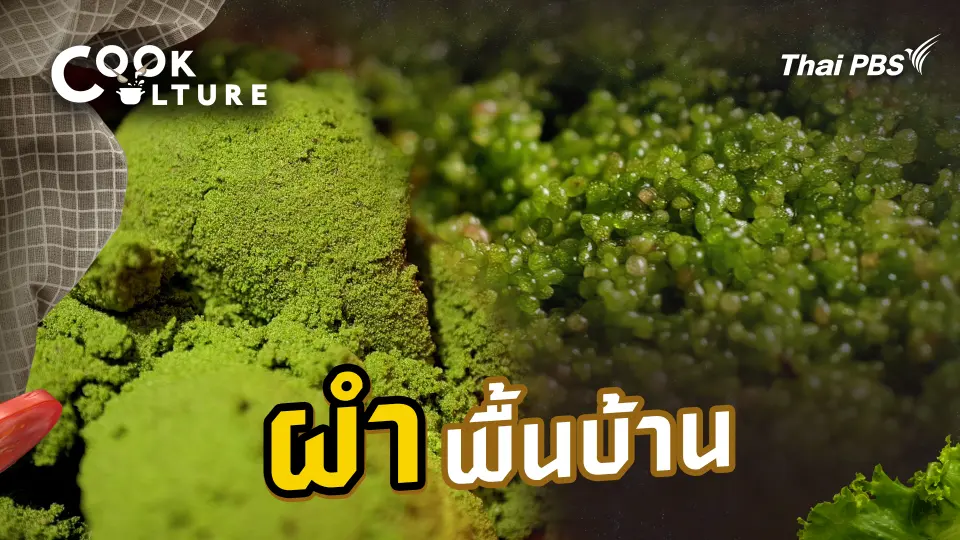 ผำพื้นบ้าน