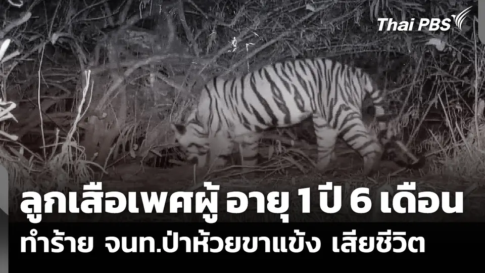 ลูกเสือเพศผู้ อายุ 1 ปี 6 เดือน ทำร้าย จนท.ป่าห้วยขาแข้ง เสียชีวิต