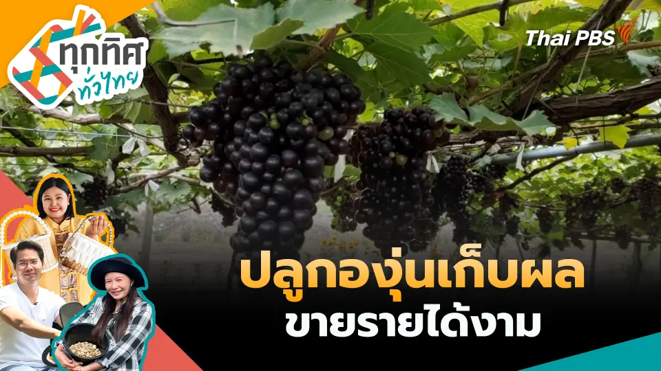 ปลูกองุ่นเก็บผลขายรายได้งาม