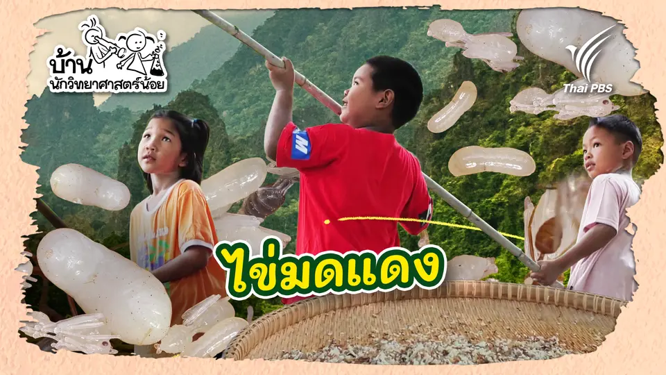 ไข่มดแดง