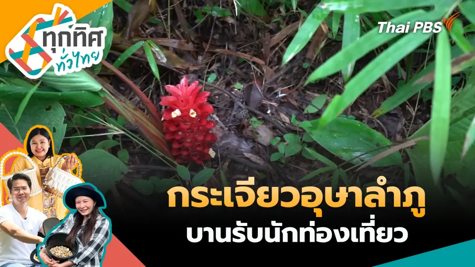 กระเจียวอุษาลำภูบานรับนักท่องเที่ยว