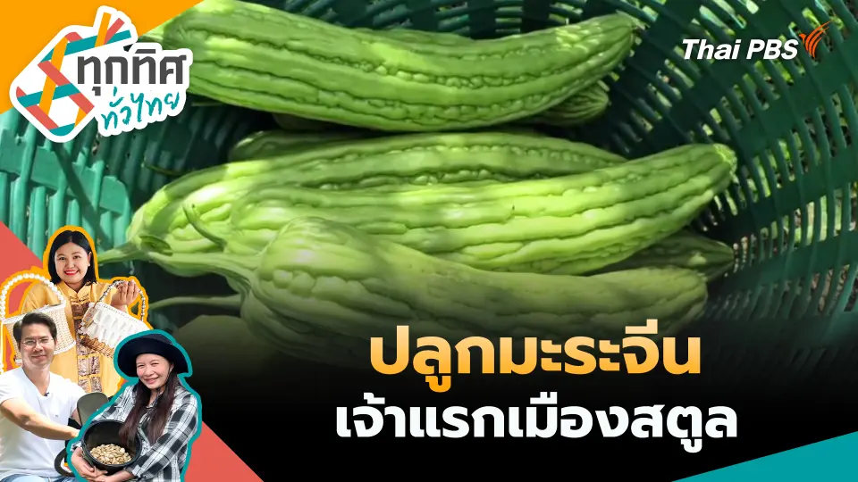 ปลูกมะระจีนเจ้าแรกเมืองสตูล