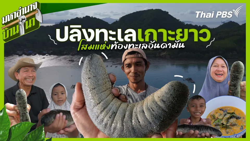 ปลิงทะเลเกาะยาว โสมแห่งท้องทะเลอันดามัน