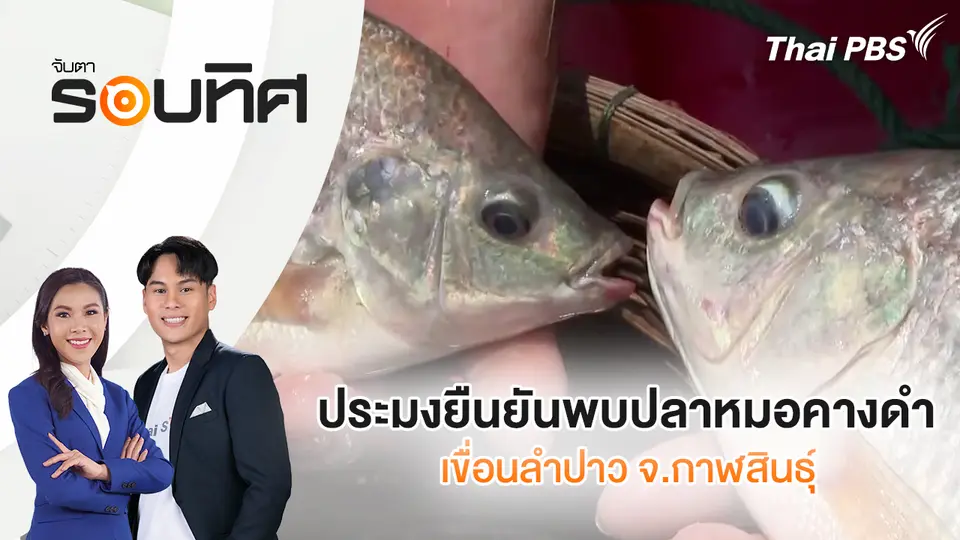 ประมงยืนยันพบปลาหมอคางดำเขื่อนลำปาว จ.กาฬสินธุ์ 