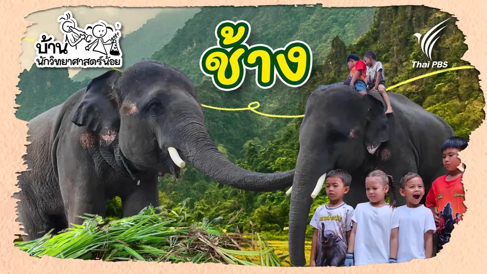 ช้าง
