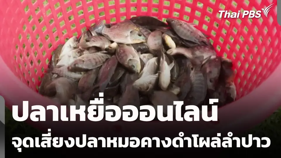 ปลาเหยื่อออนไลน์ จุดเสี่ยงปลาหมอคางดำโผล่ลำปาว