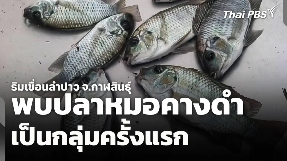 พบ "ปลาหมอคางดำ" เป็นกลุ่มครั้งแรกริมเขื่อนลำปาว จ.กาฬสินธุ์ 