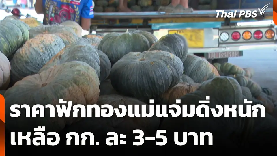 ราคาฟักทองแม่แจ่มดิ่งหนัก เหลือ กก. ละ 3-5 บาท
