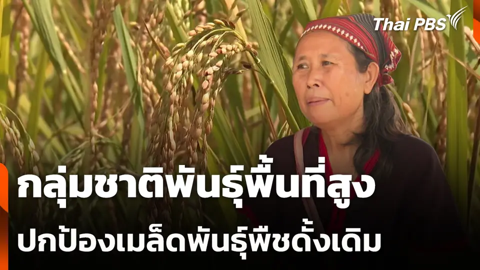 กลุ่มชาติพันธุ์พื้นที่สูงปกป้องเมล็ดพันธุ์พืชดั้งเดิม