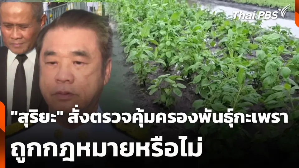 "สุริยะ" สั่งตรวจคุ้มครองพันธุ์กะเพราถูกกฎหมายหรือไม่