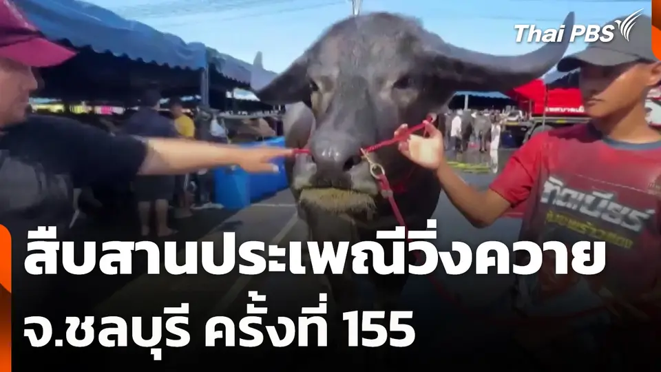 สืบสานประเพณีวิ่งควายชลบุรี ครั้งที่ 155