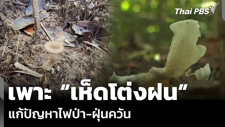 เพาะ “เห็ดโต่งฝน” แก้ปัญหาไฟป่า-ฝุ่นควัน